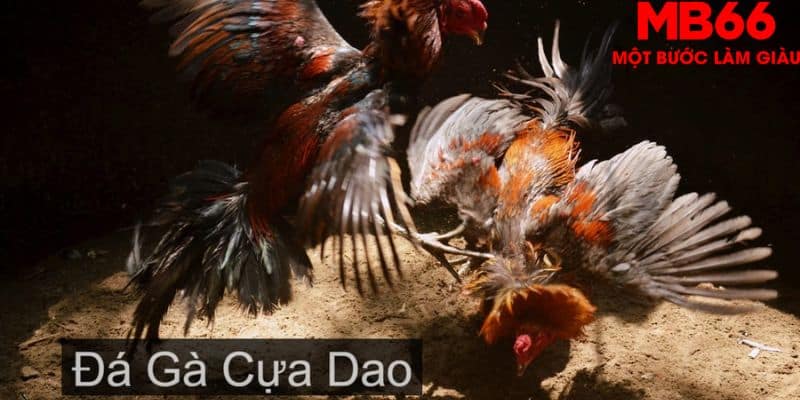 Theo dõi trận đấu trước - Kinh nghiệm hay chơi đá gà cựa dao