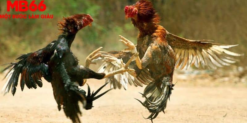 Bỏ túi bí kíp chơi đá gà Thomo thắng đậm từ cao thủ