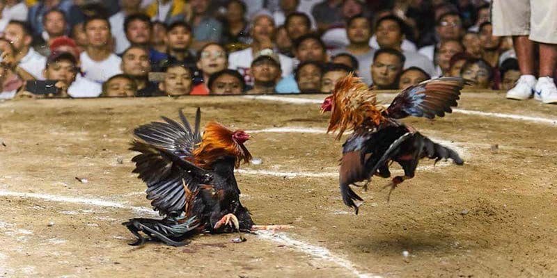 Tìm hiểu kỹ các chiến kê tham gia 