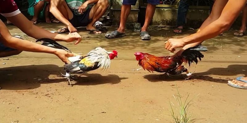 Tìm hiểu quy trình và luật lệ trong đấu gà cựa sắt
